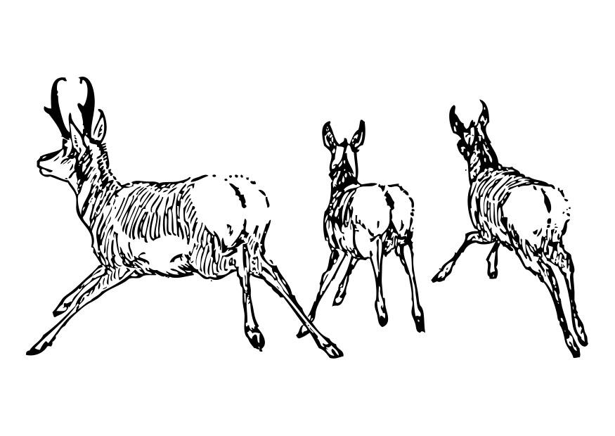 antilope Fargeleggingsbilde antilope