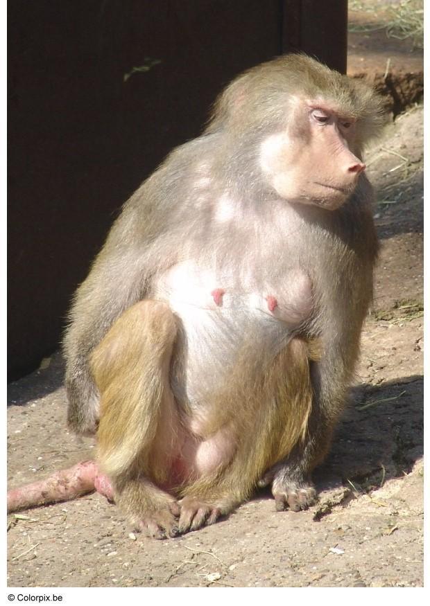 Foto ape