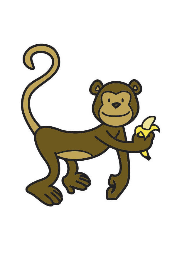 apekatt bilde apekatt