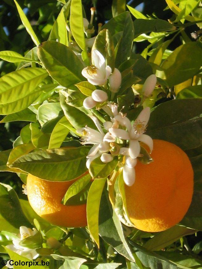 appelsintre i blomst Foto appelsintre i blomst
