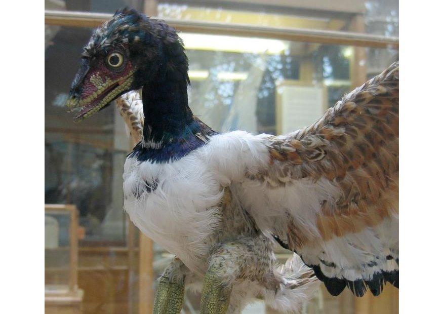 archaeopteryx - den fA¸rste kjente fuglen i historien Foto archaeopteryx - den fA¸rste kjente fuglen i historien