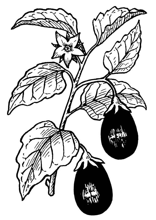 aubergine Fargeleggingsbilde aubergine