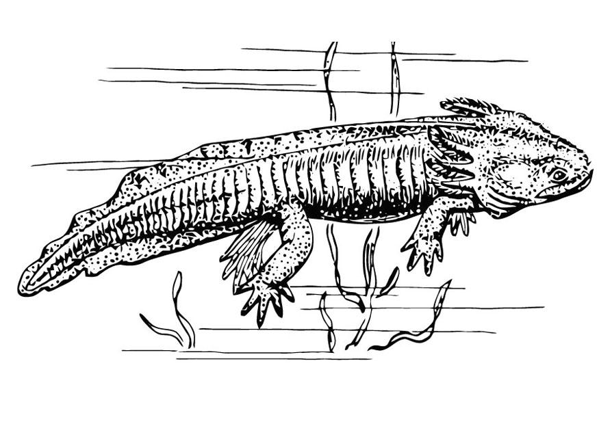 axolotl Fargeleggingsbilde axolotl