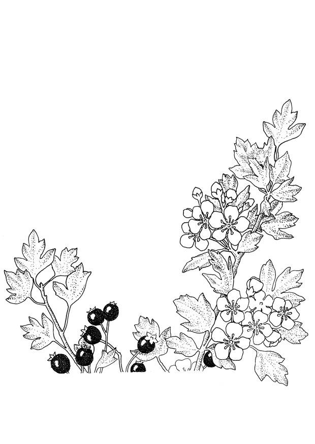 bA¦r og blomster Fargeleggingsbilde bA¦r og blomster