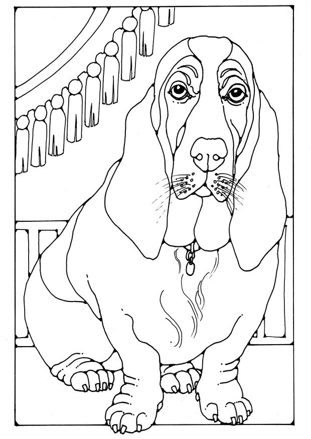 Fargeleggingsbilde basset