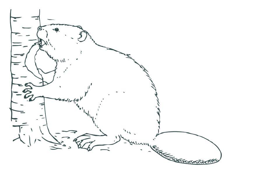 bever Fargeleggingsbilde bever