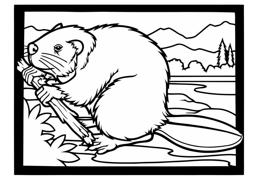 bever med en gren Fargeleggingsbilde bever med en gren
