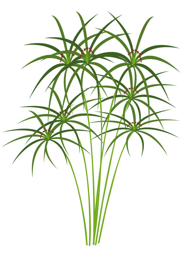 bilde papyrus