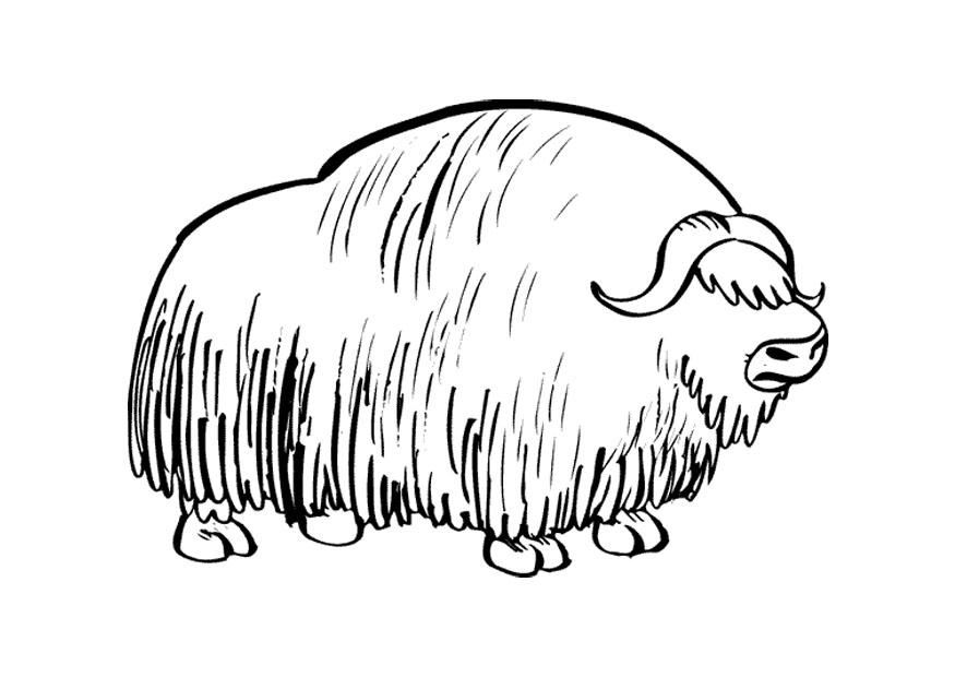 Fargeleggingsbilde bisonokse