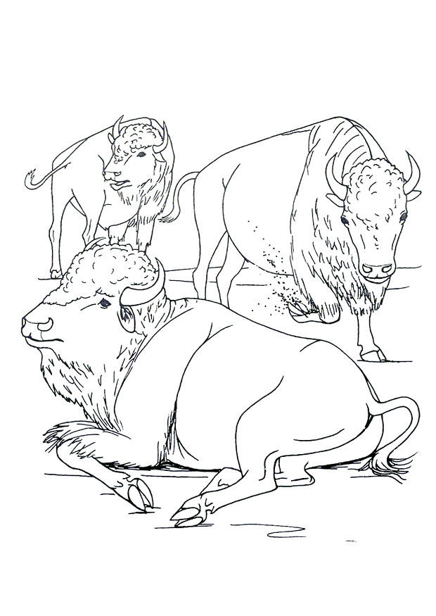 bisonokse Fargeleggingsbilde bisonokse