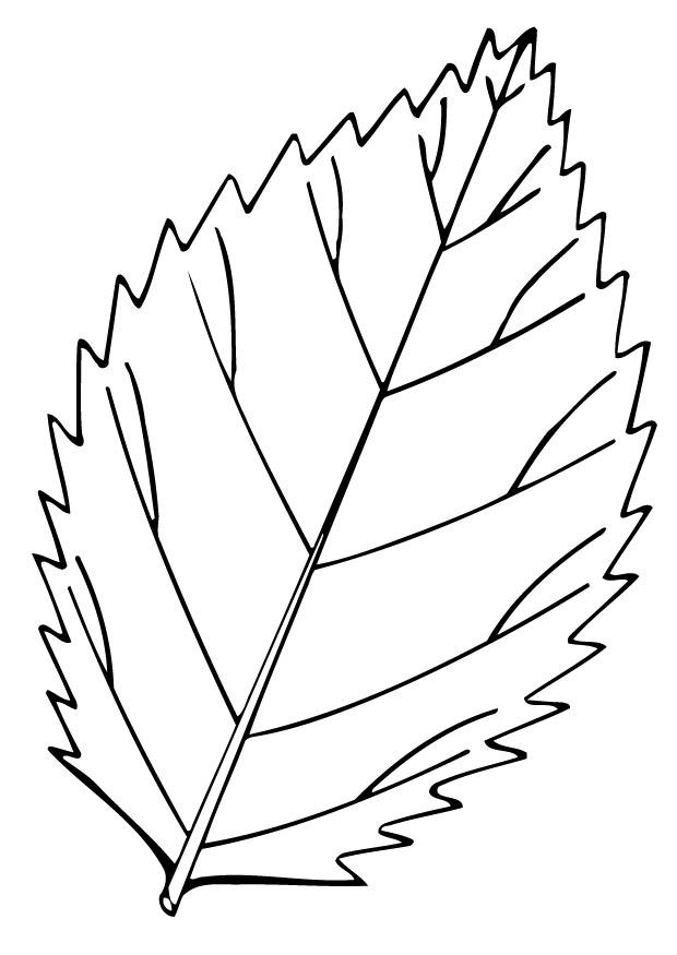 blad Fargeleggingsbilde blad