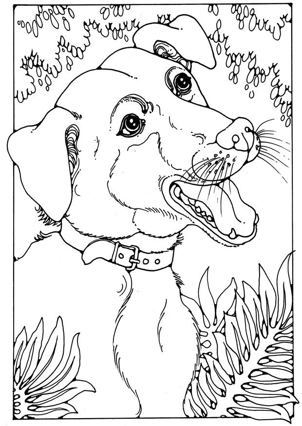blandingshund Fargeleggingsbilde blandingshund