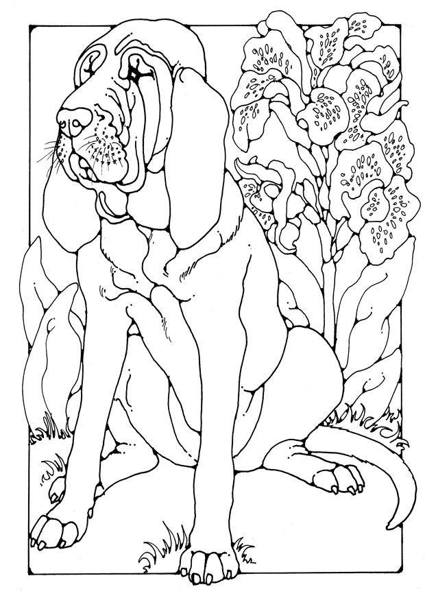 blodhund Fargeleggingsbilde blodhund