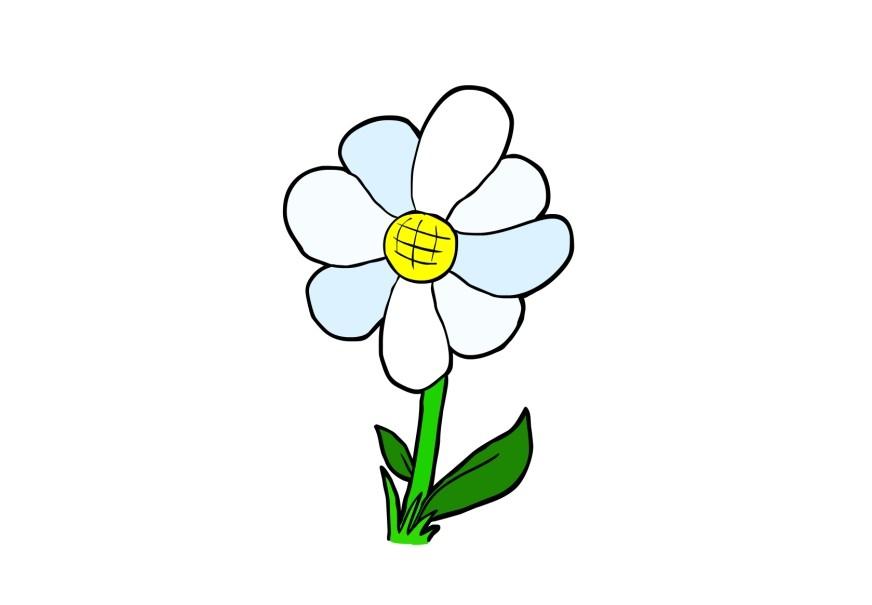 blomst bilde blomst
