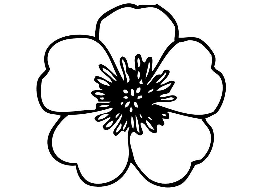 blomst Fargeleggingsbilde blomst