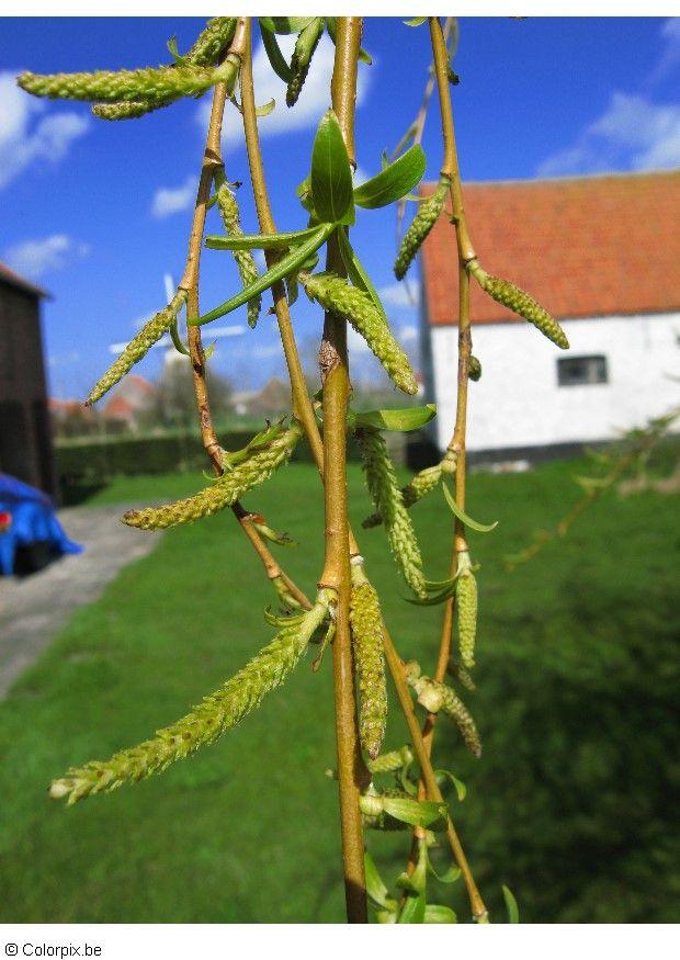 blomst Foto blomst