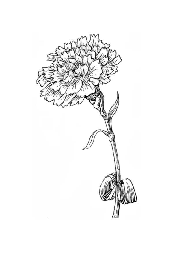blomst - klavell Fargeleggingsbilde blomst - klavell