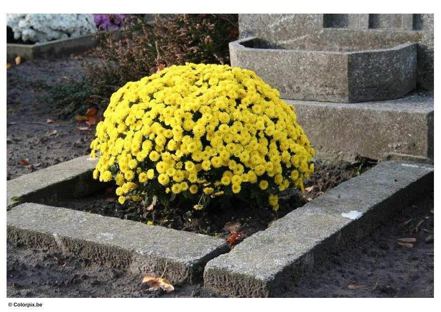 Foto blomster pA¥ en kirkegA¥rd