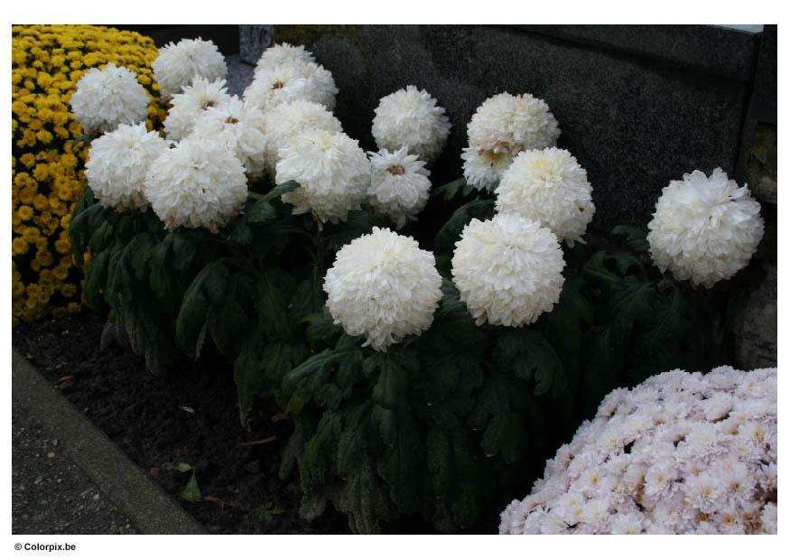 Foto blomster pA¥ en kirkegA¥rd