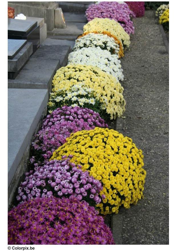 Foto blomster pA¥ kirkegA¥rd