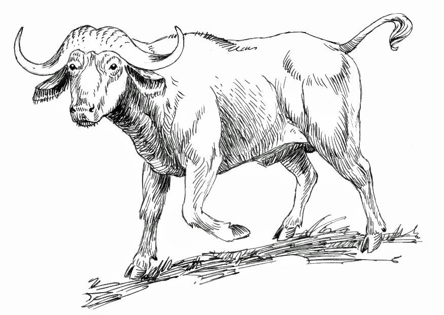 buffalo Fargeleggingsbilde buffalo