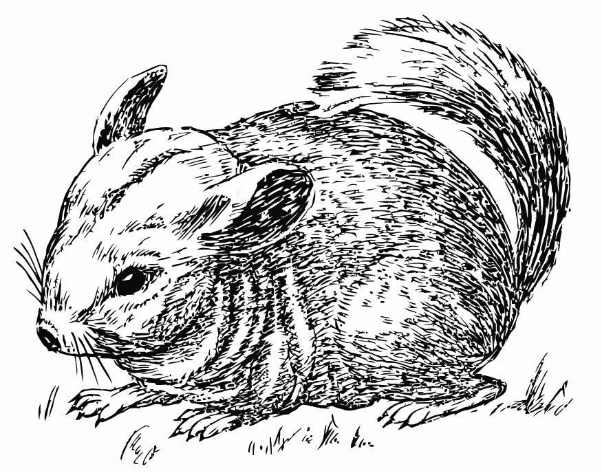 Fargeleggingsbilde chinchilla