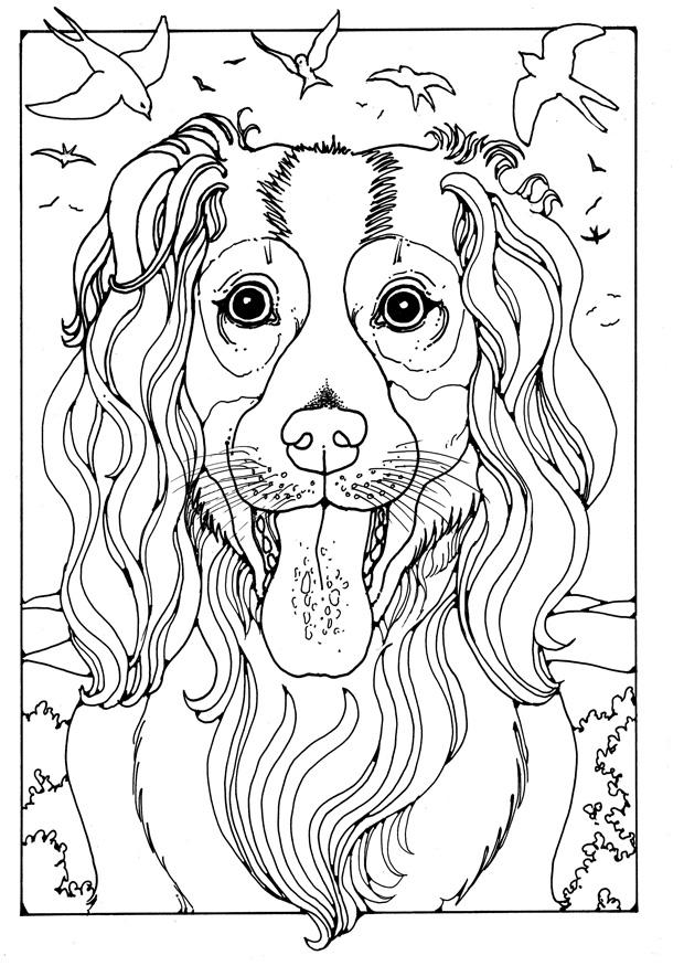collie Fargeleggingsbilde collie