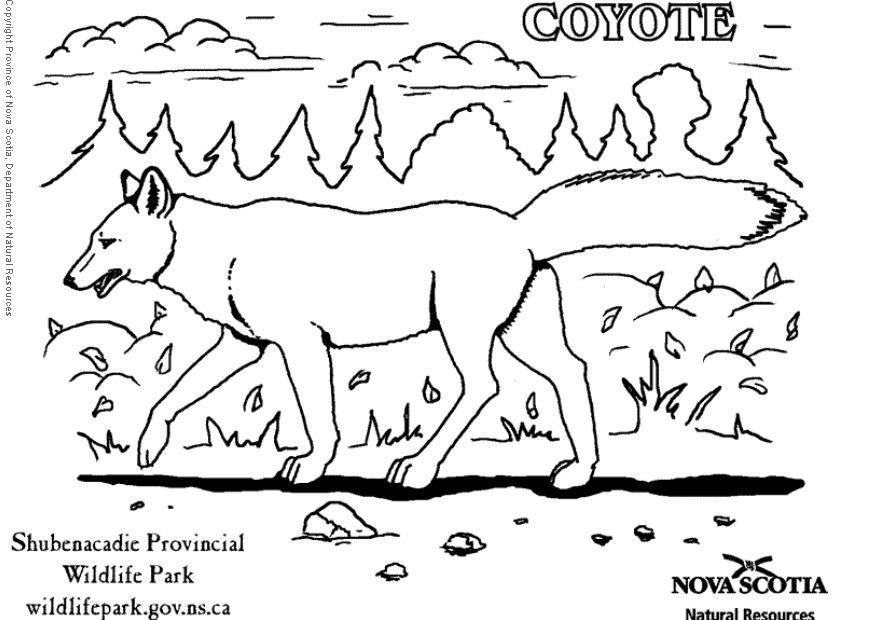 coyote Fargeleggingsbilde coyote