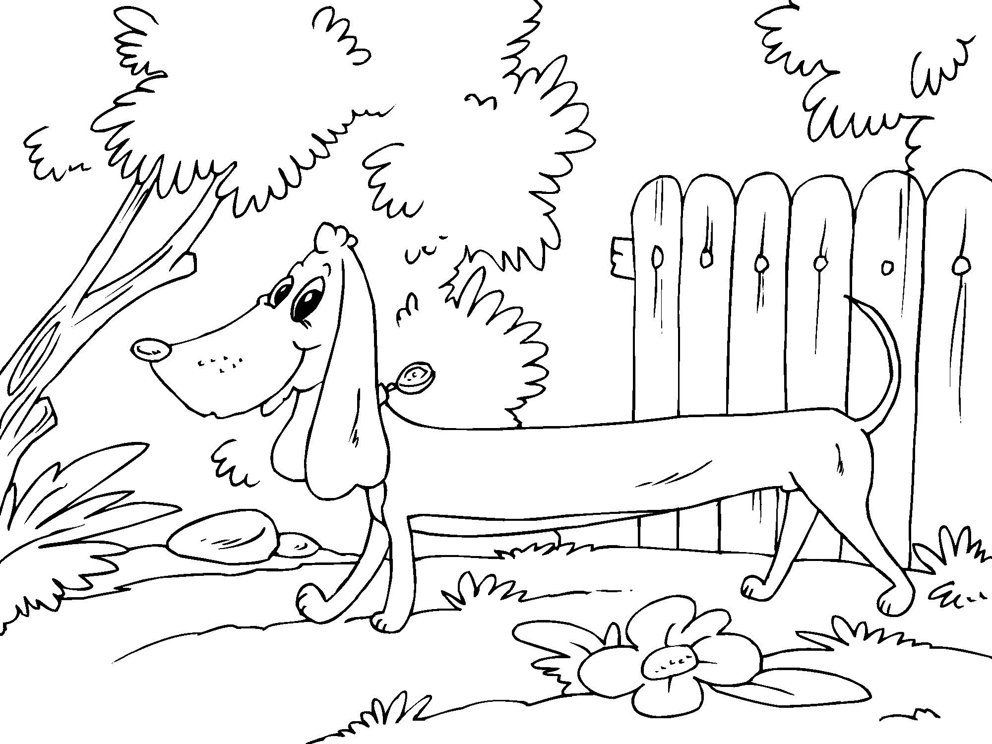 Fargeleggingsbilde dachshund