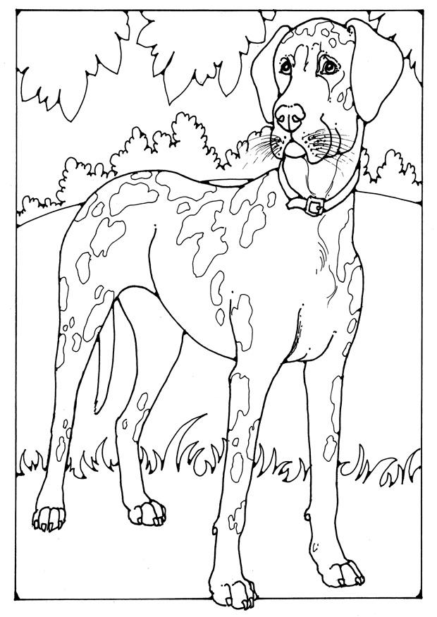Fargeleggingsbilde dansk hund