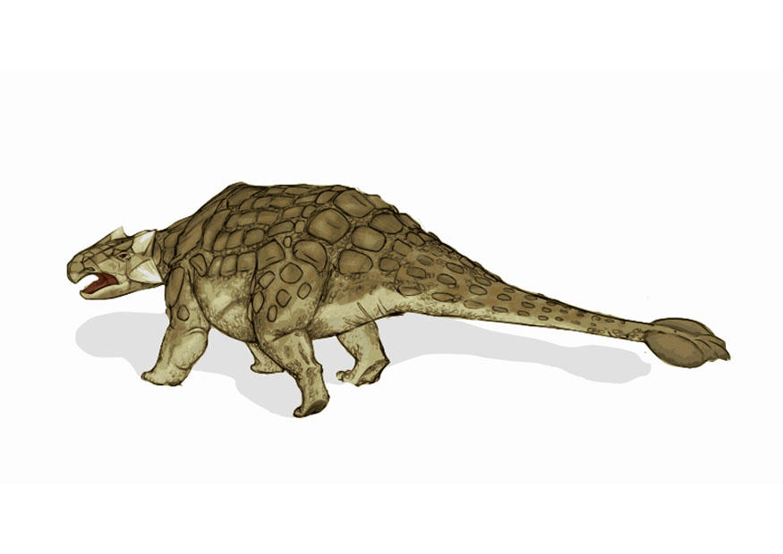 dinosaur - ankylosaurus 2 bilde dinosaur - ankylosaurus 2