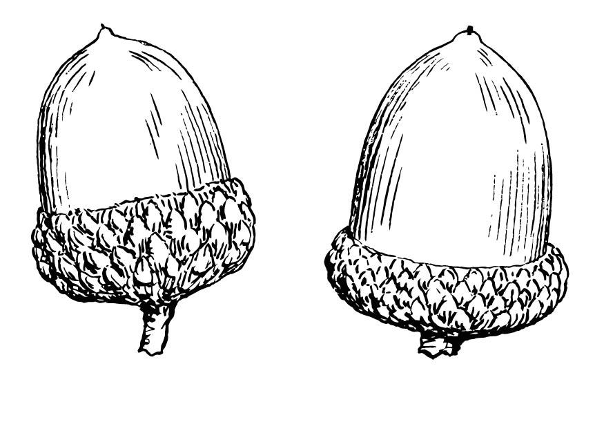 Fargeleggingsbilde eikenA¸tt