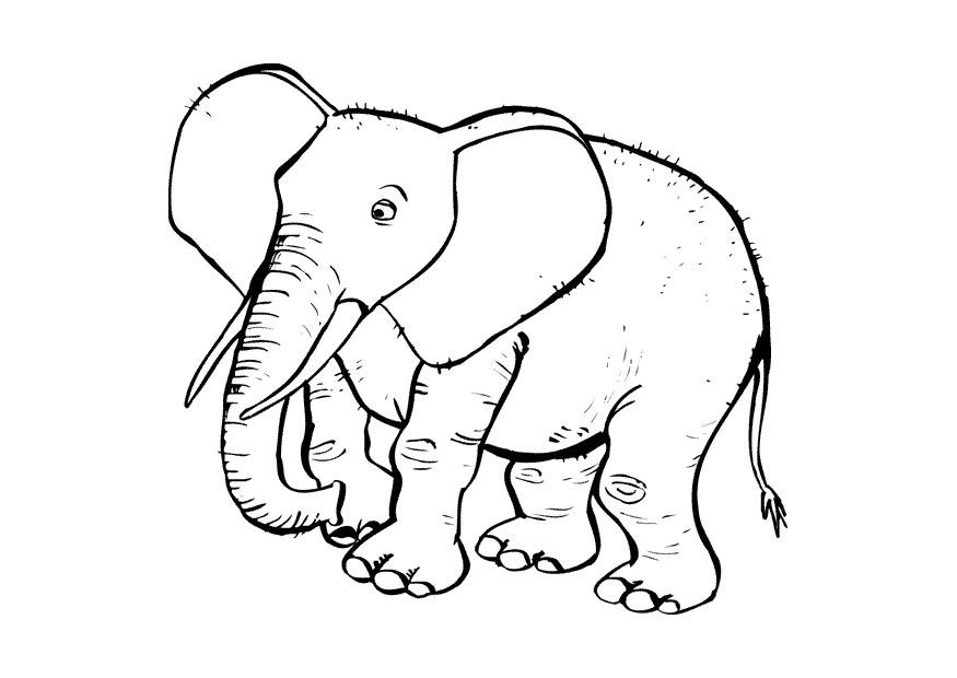 Fargeleggingsbilde elefant