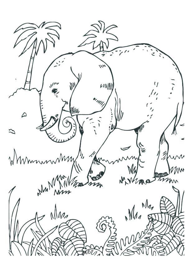 elefant Fargeleggingsbilde elefant