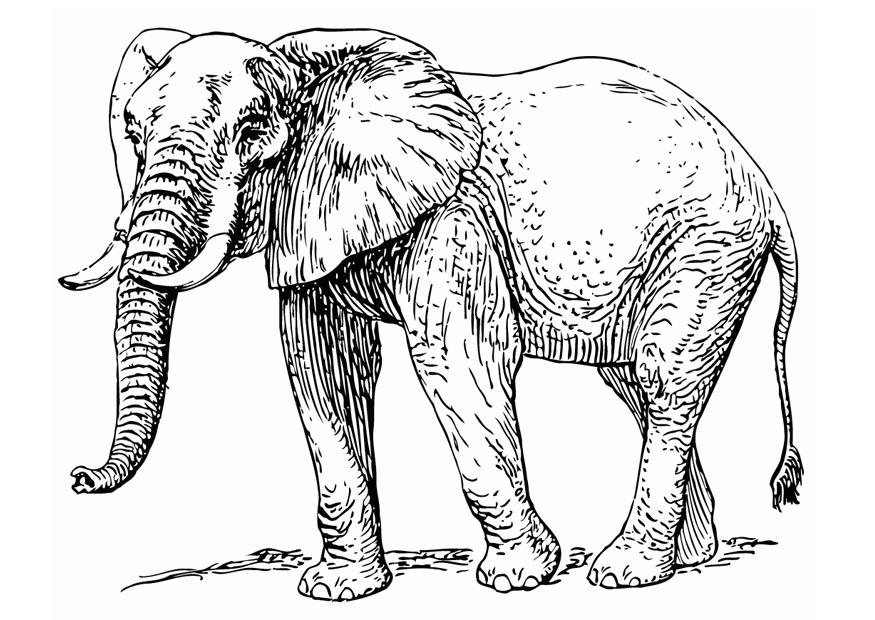 elefant Fargeleggingsbilde elefant