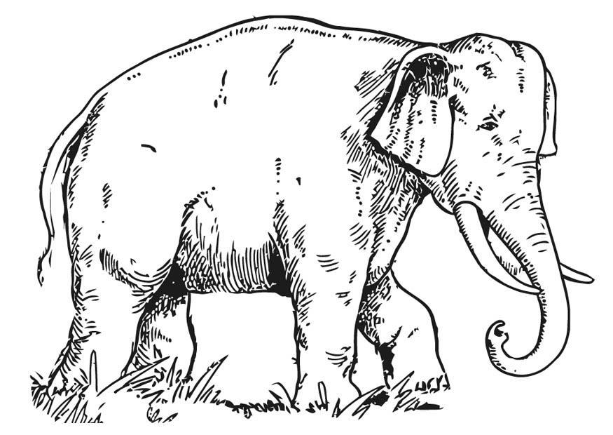 elefant Fargeleggingsbilde elefant