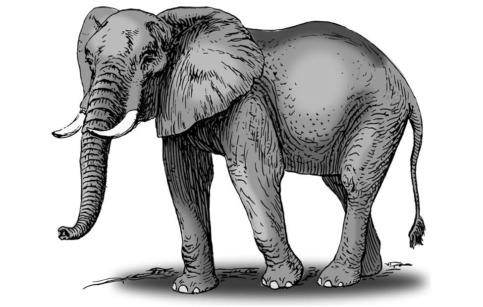 bilde elefant