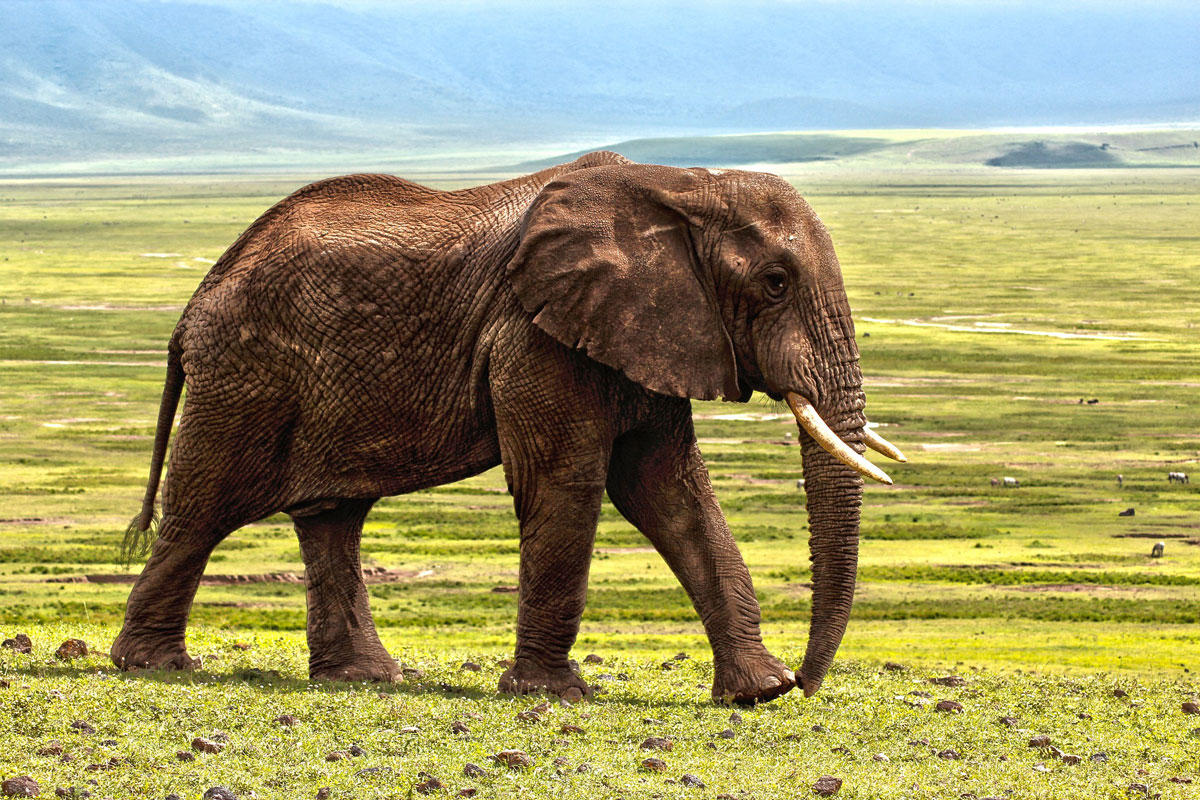 elefant Foto elefant