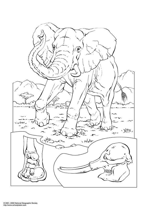 elefant Fargeleggingsbilde elefant