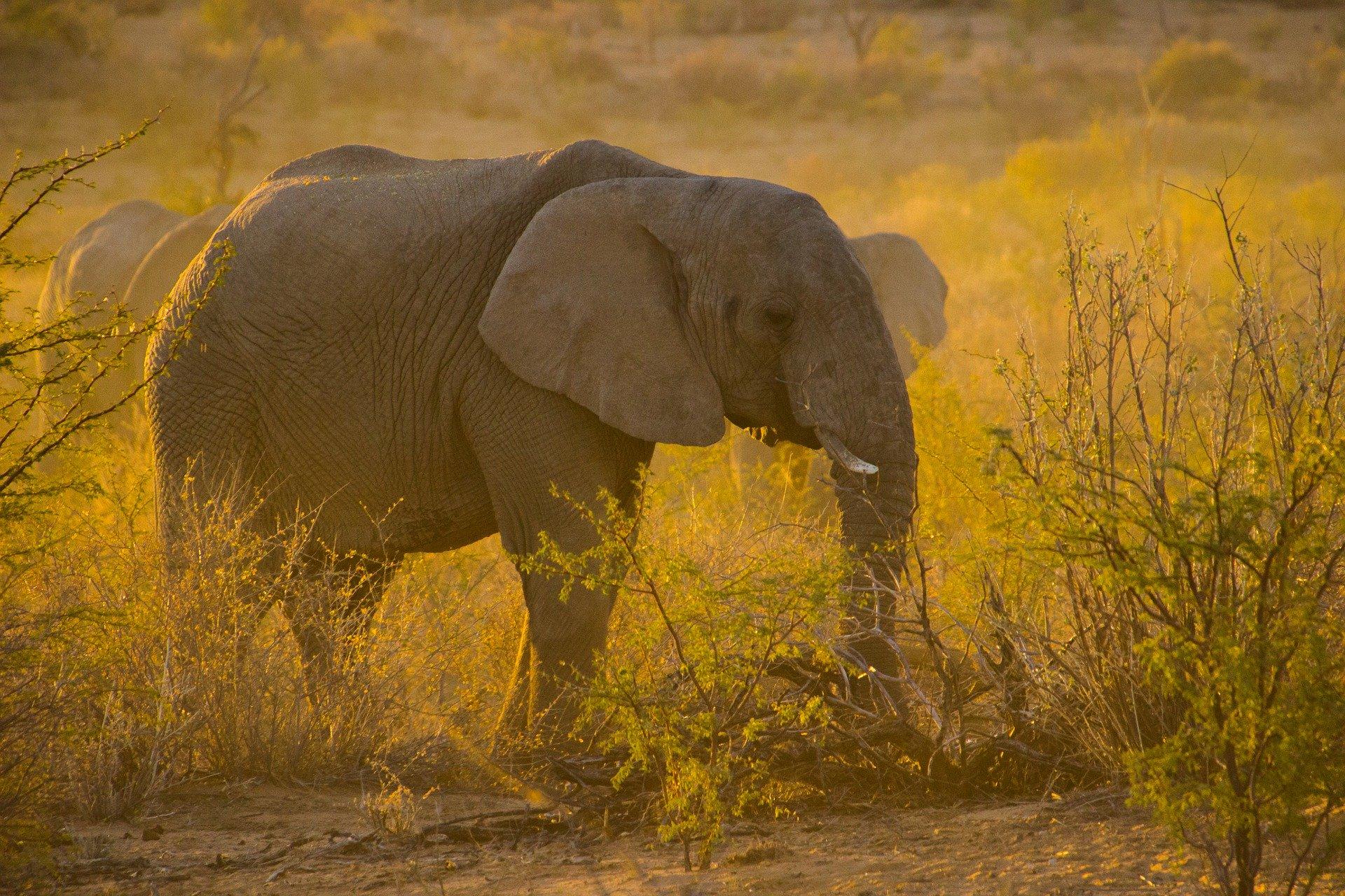 Foto elefant