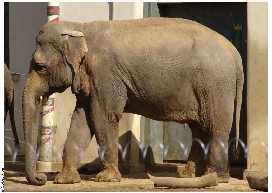 elefant Foto elefant