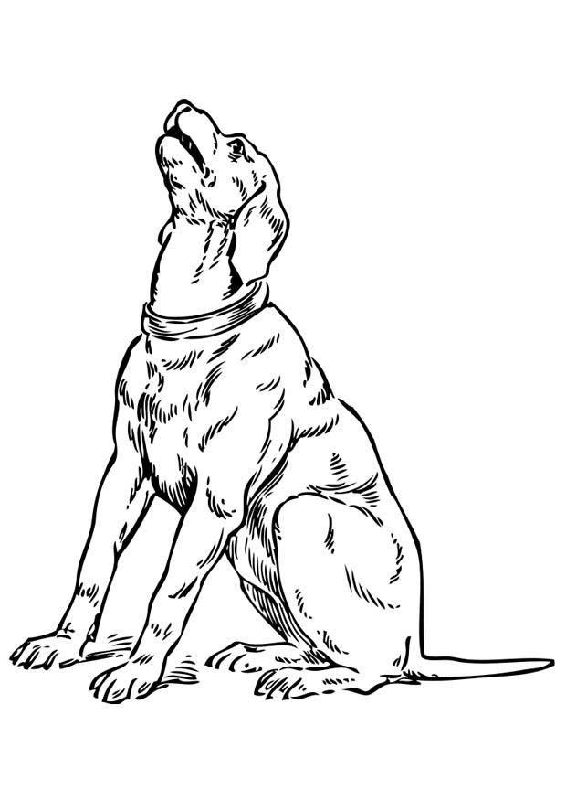 Fargeleggingsbilde en hund som uler