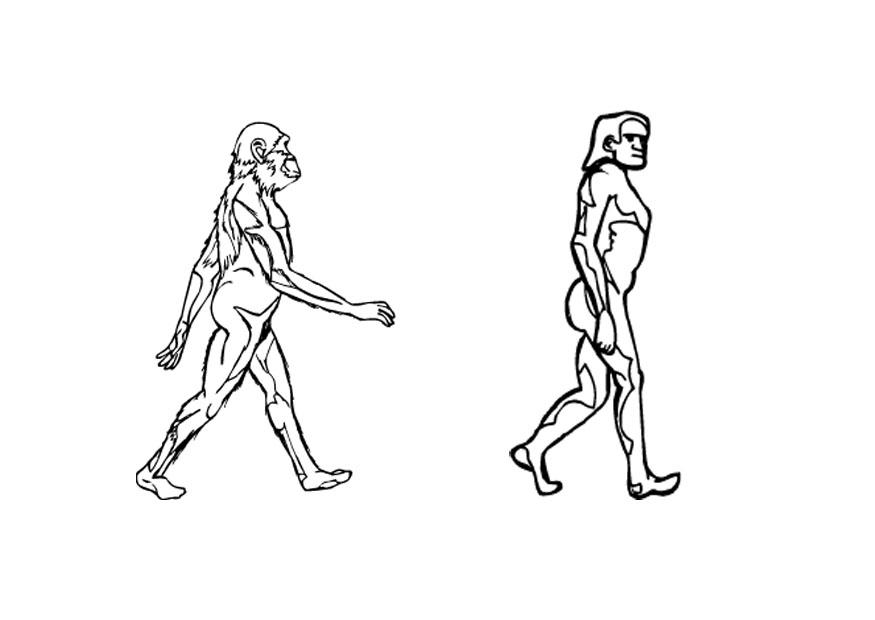 Fargeleggingsbilde evolution