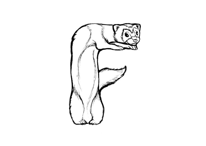 f-ferret Fargeleggingsbilde f-ferret