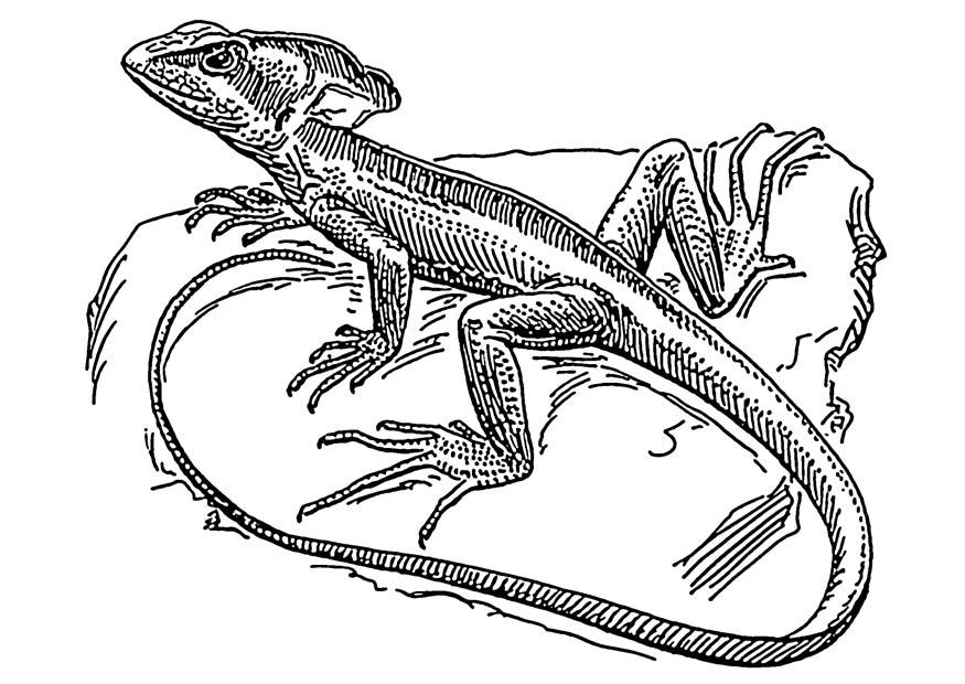 firfisle - basilisk Fargeleggingsbilde firfisle - basilisk