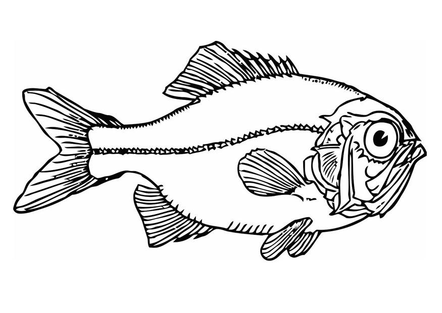 fisk Fargeleggingsbilde fisk