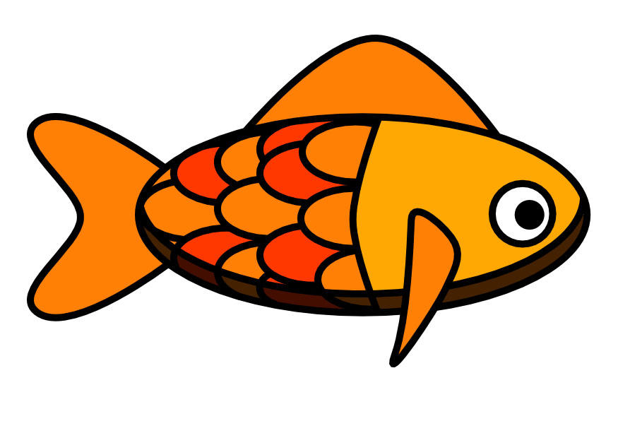 fisk bilde fisk