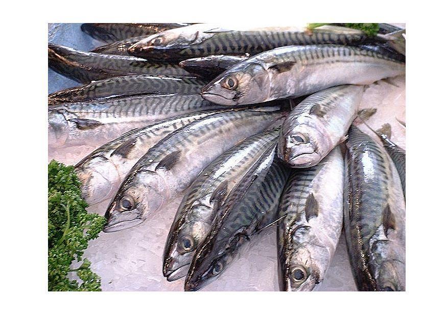 fisk Foto fisk