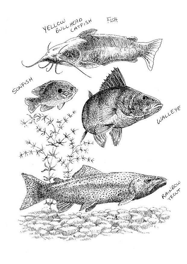 fisk Fargeleggingsbilde fisk