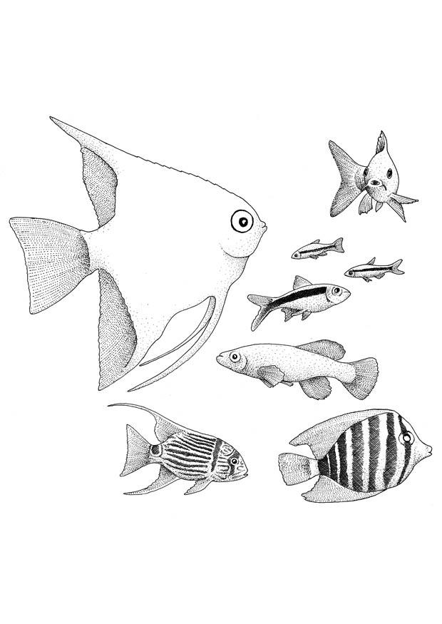 fisk Fargeleggingsbilde fisk